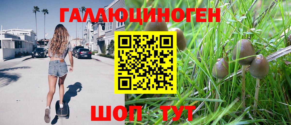Галлюциногенные грибы Psilocybine cubensis Красноярск