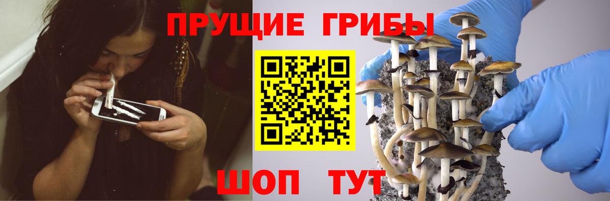 Псилоцибиновые грибы Psilocybine cubensis  закладка  Красноярск  Вход с VPN 